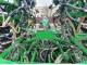 Сівалка пневматична John Deere 1890 (2013)