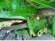 Комбайн John Deere 9610 (1998) 