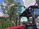 Трактор Case IH Farmall 85 C (2019)