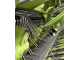 Прес-підбирач Claas Rollant 255 RC (2007)