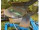 Плуг оборотний Lemken Opal X 160