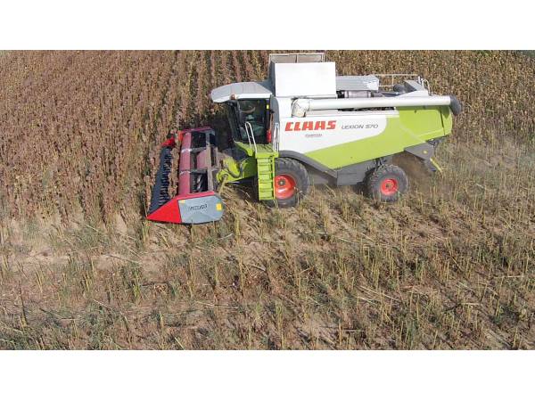 Жниварка соняшникова Dominoni Free Sun GF620 (2025)