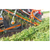 Комбайн для уборки моркови и других корнеплодов Weringen RVS-1